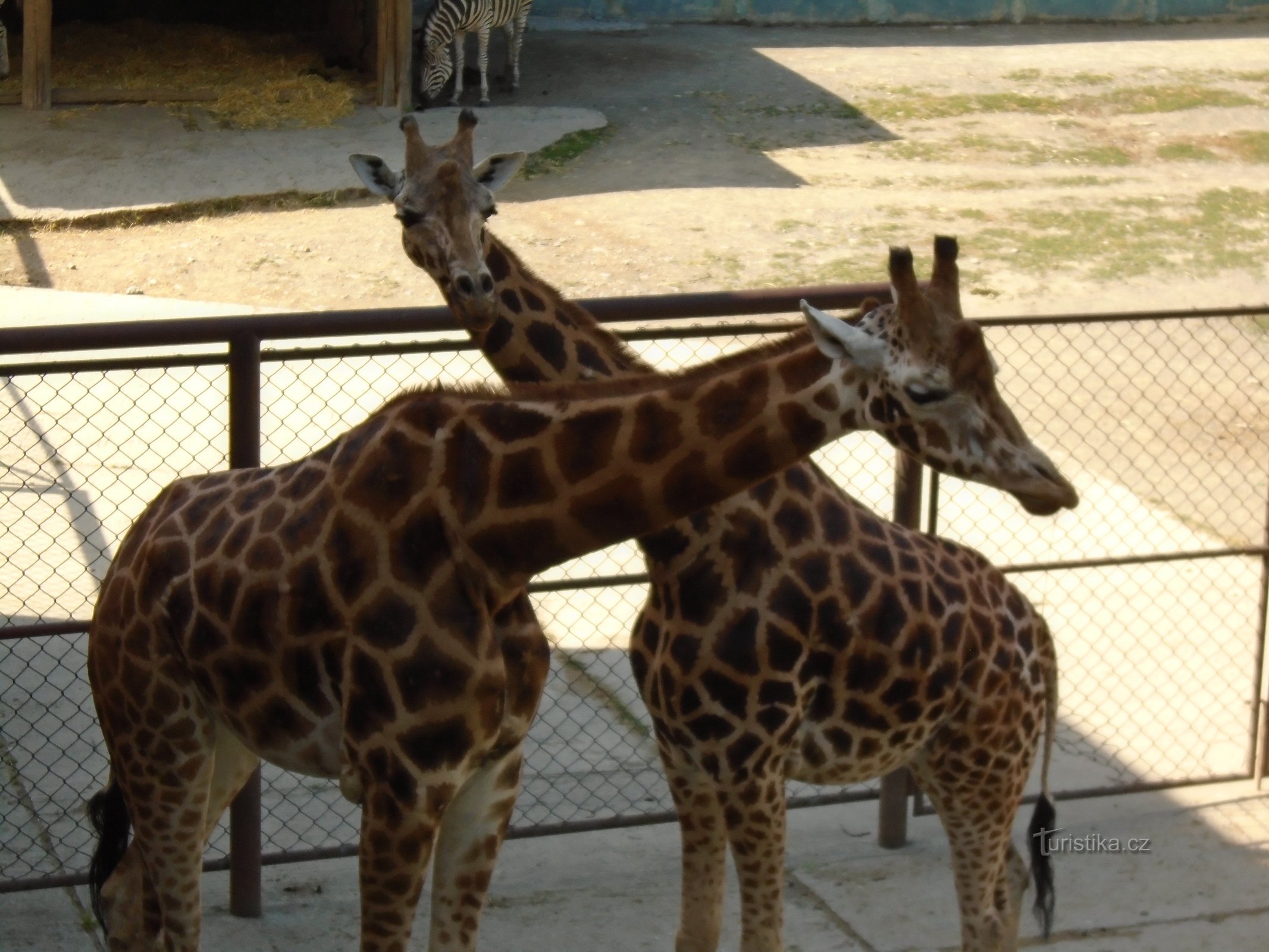 Grădina Zoologică din OLOMOUC