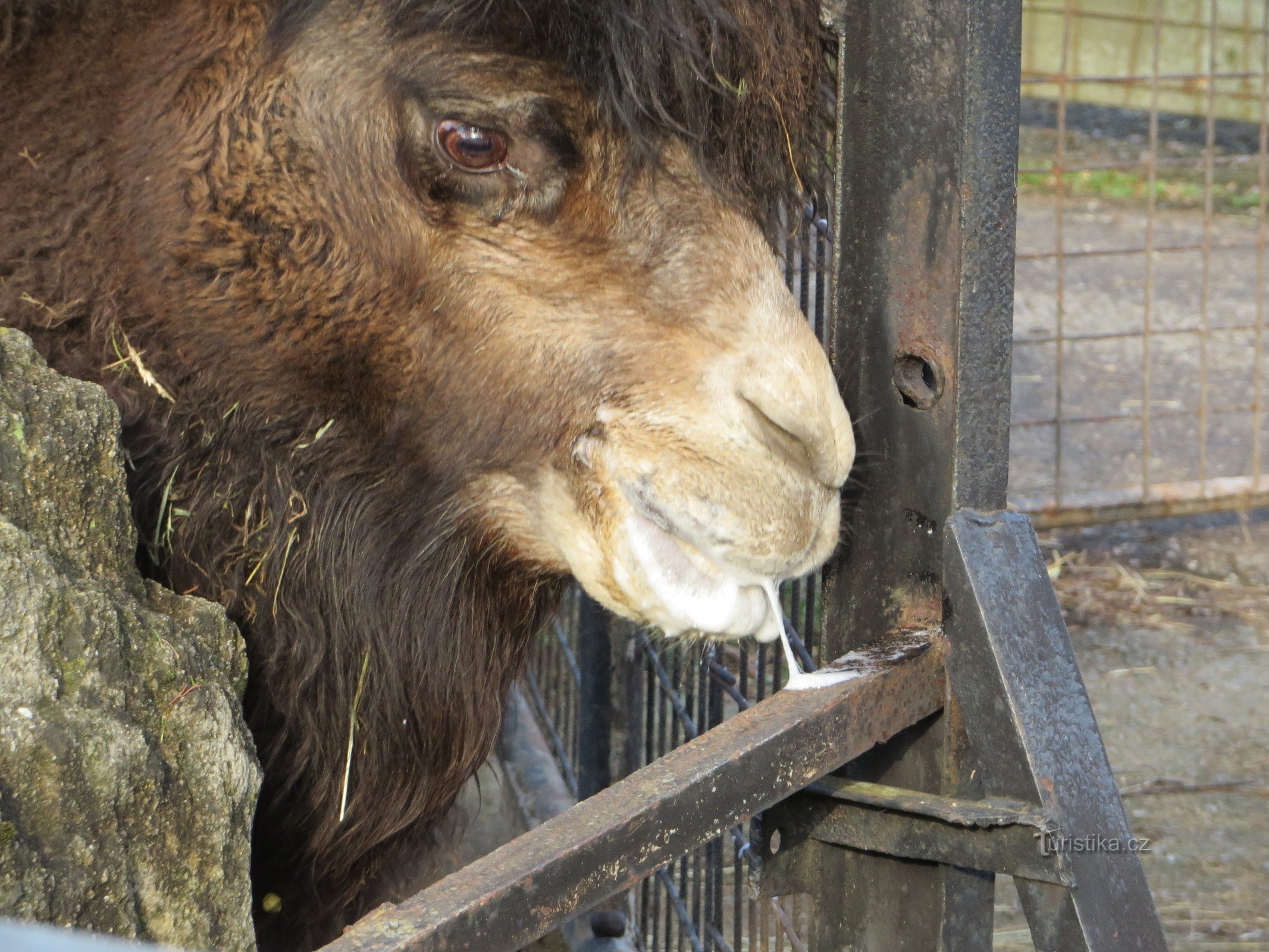 ZOO Olomouc and a drooling camel