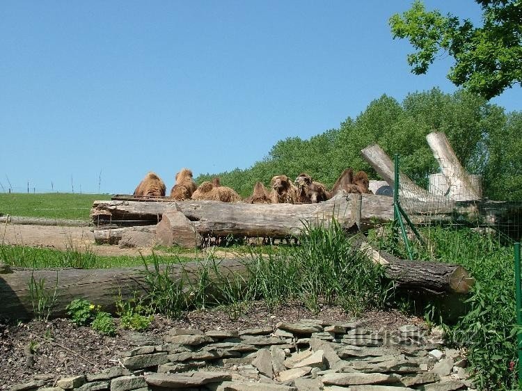 動物園オストラバ