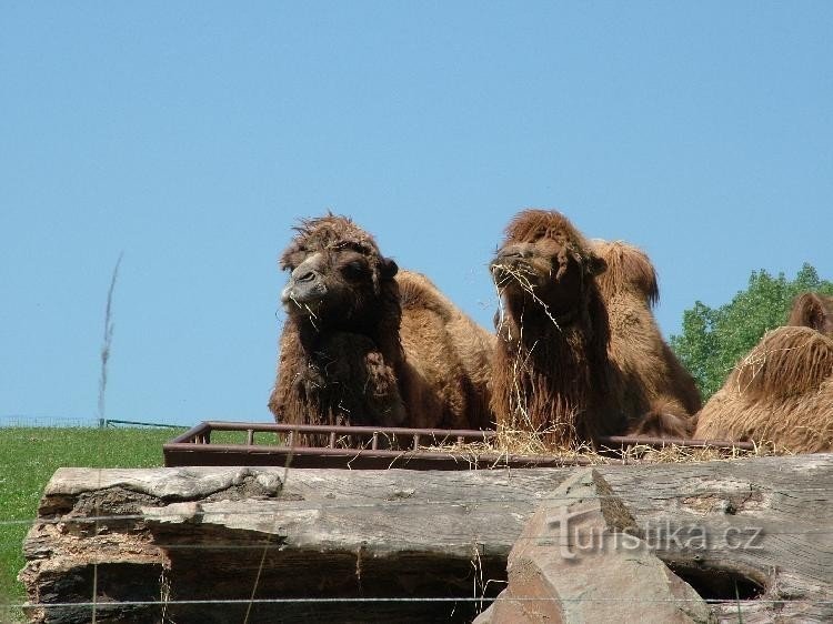 ZOO Ostrava