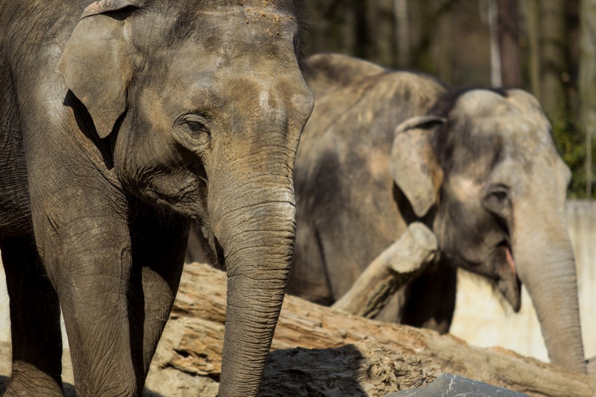 Grădina Zoologică din Ostrava