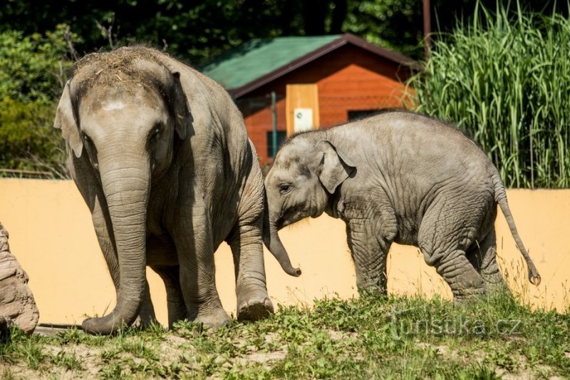 DIERENTUIN Ostrava, foto: Pavel Vlček