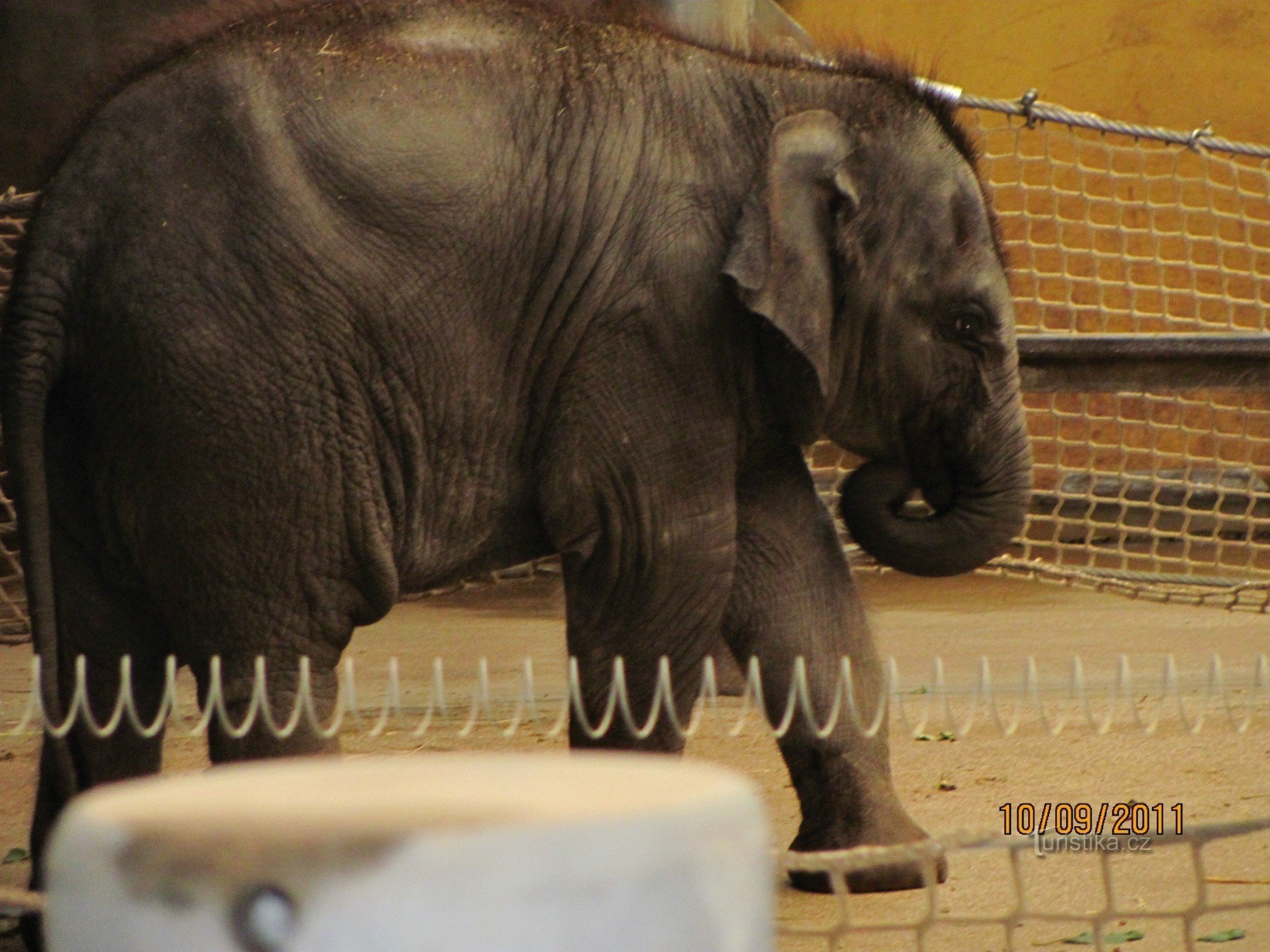 ZOO Ostrava - baptême bébé éléphant