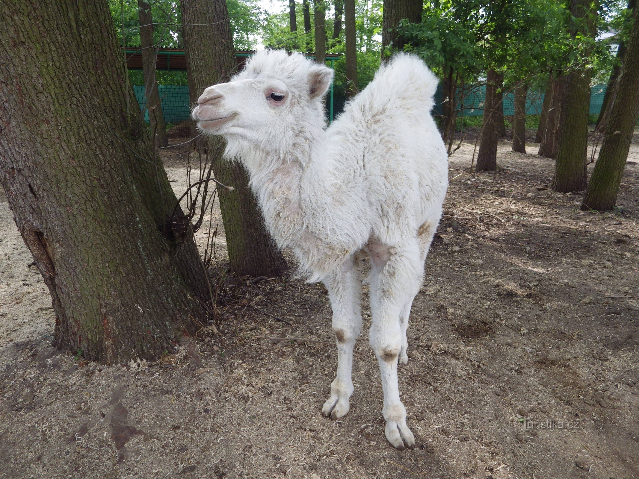 Zoo park Doksy - focení s lvíčkem