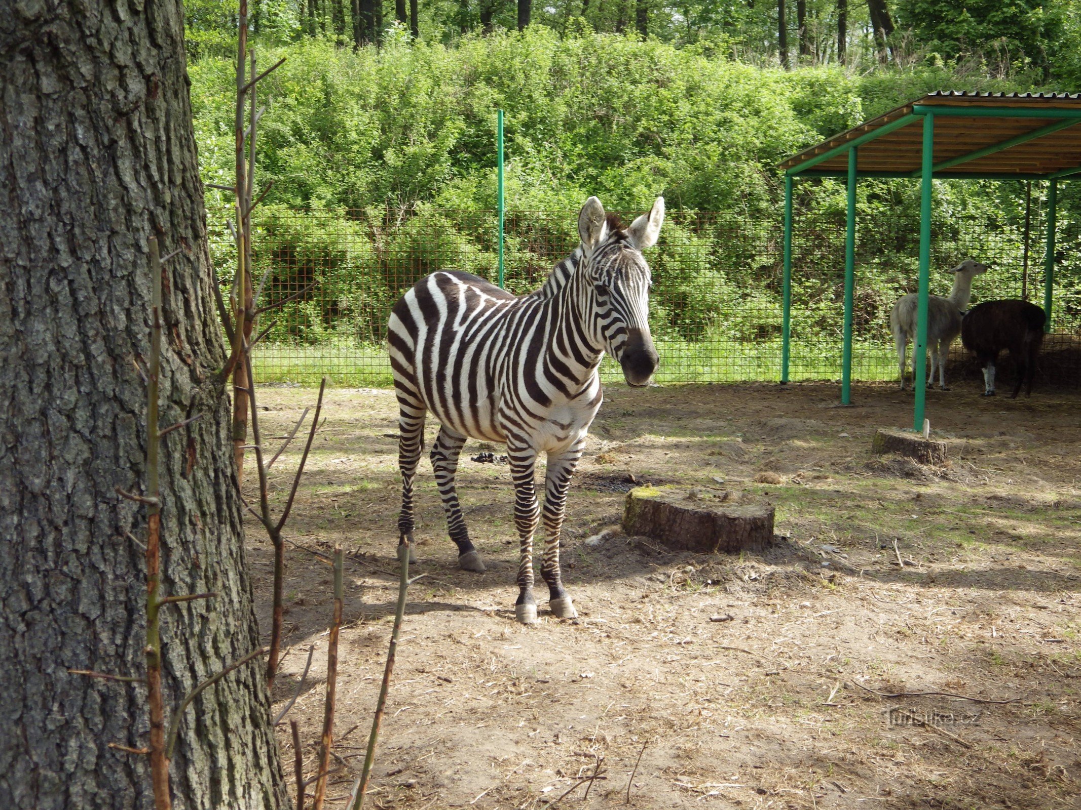 Зоопарк Докси - фотосесія з левеням