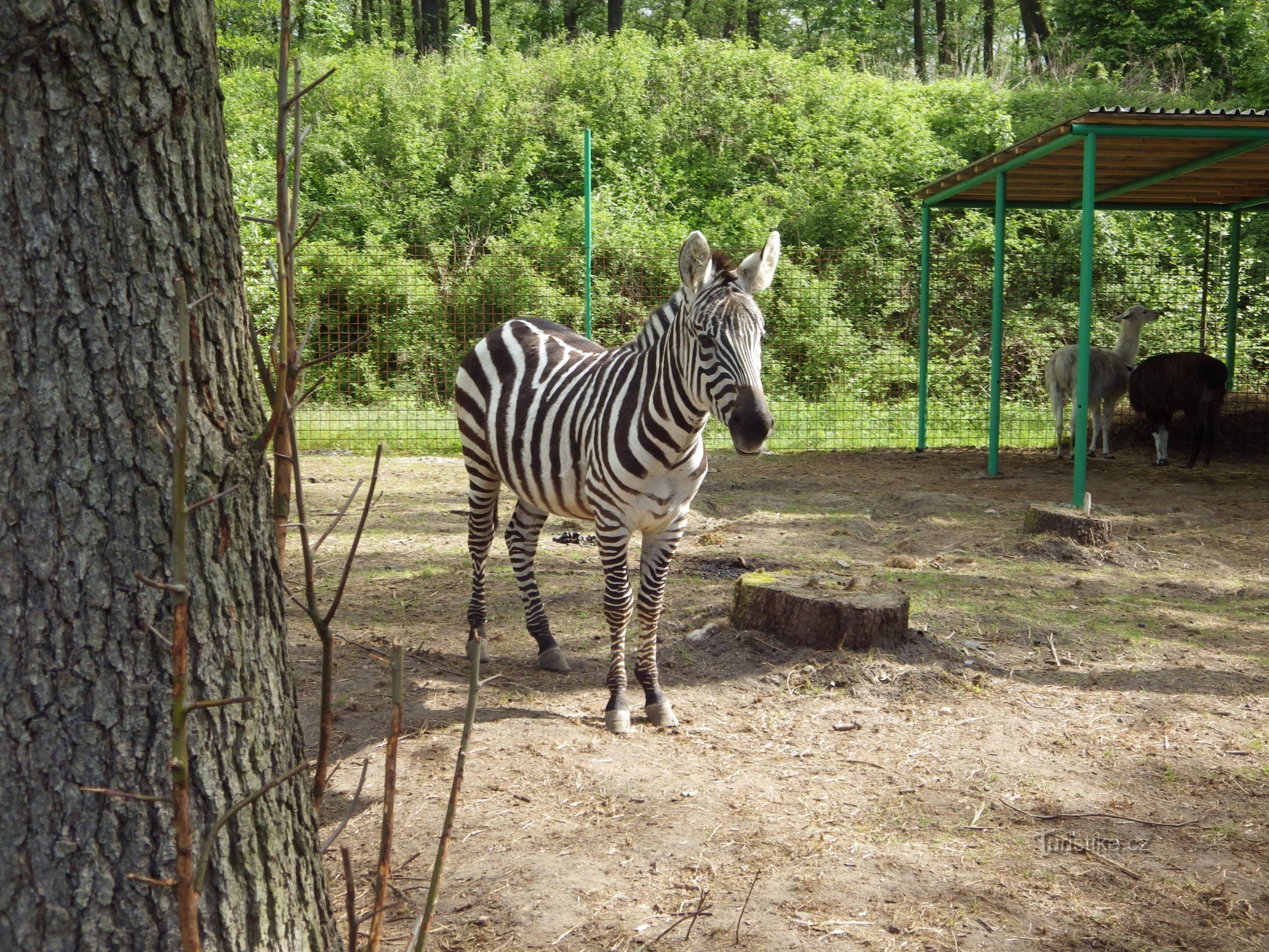 Zoo park Doksy - fotografering med en lejonunge