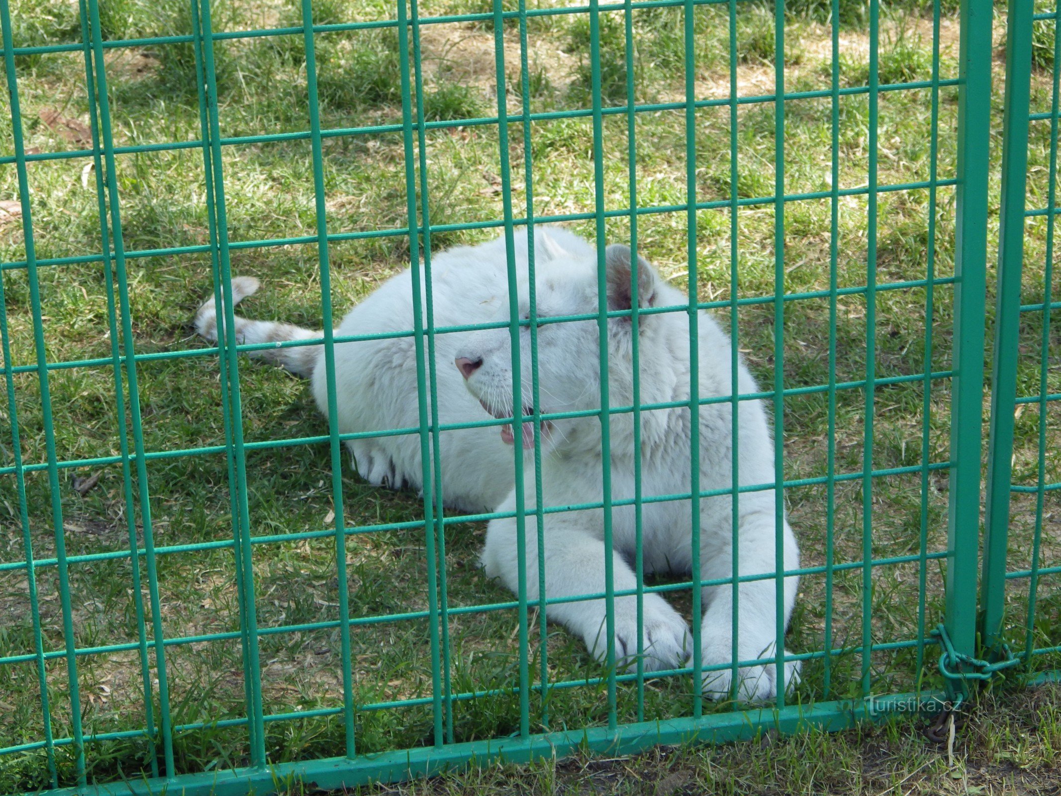 Zoo park Doksy - sedinta foto cu un pui de leu