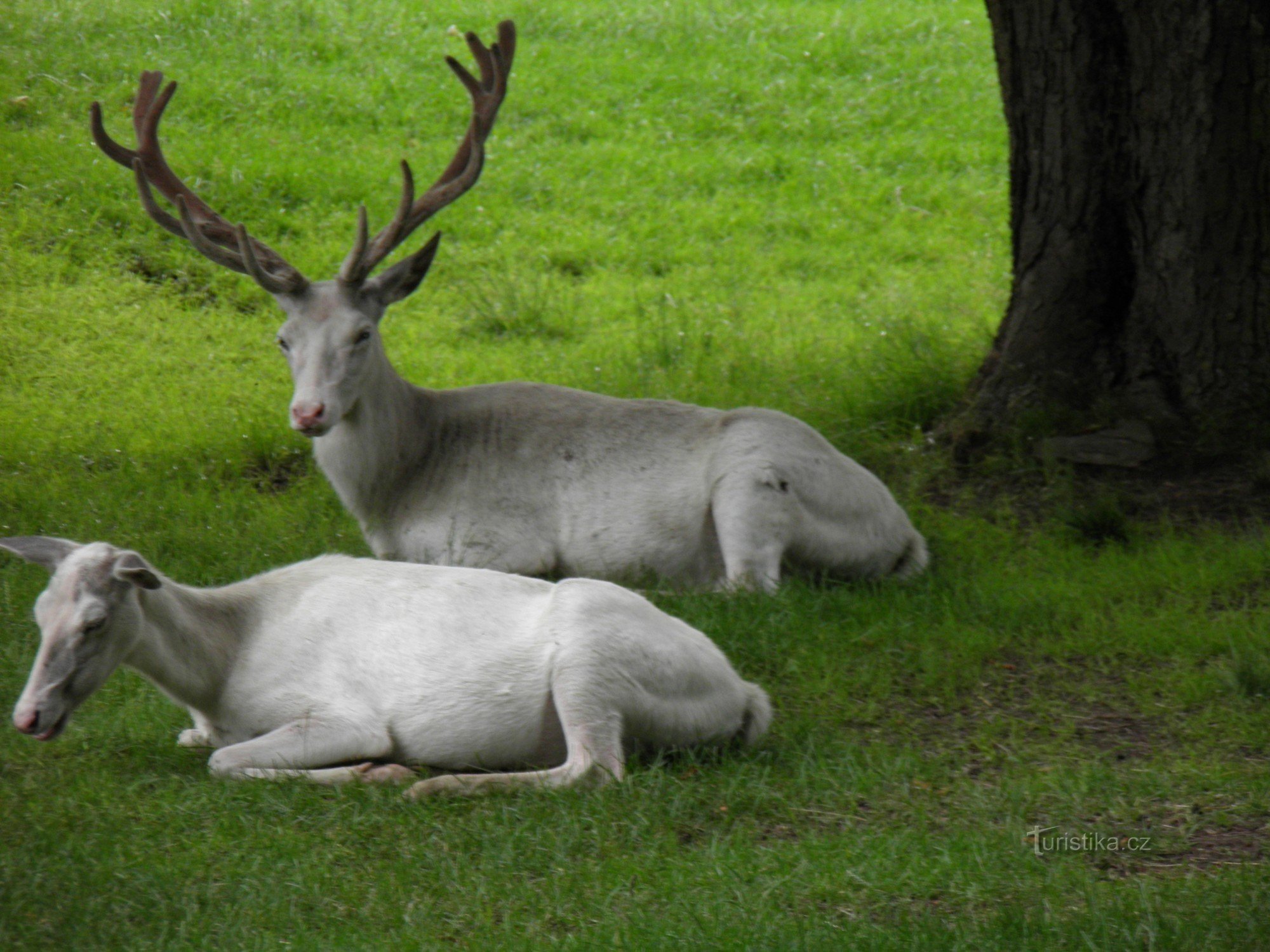 Park ZOO na zamku Žleby.