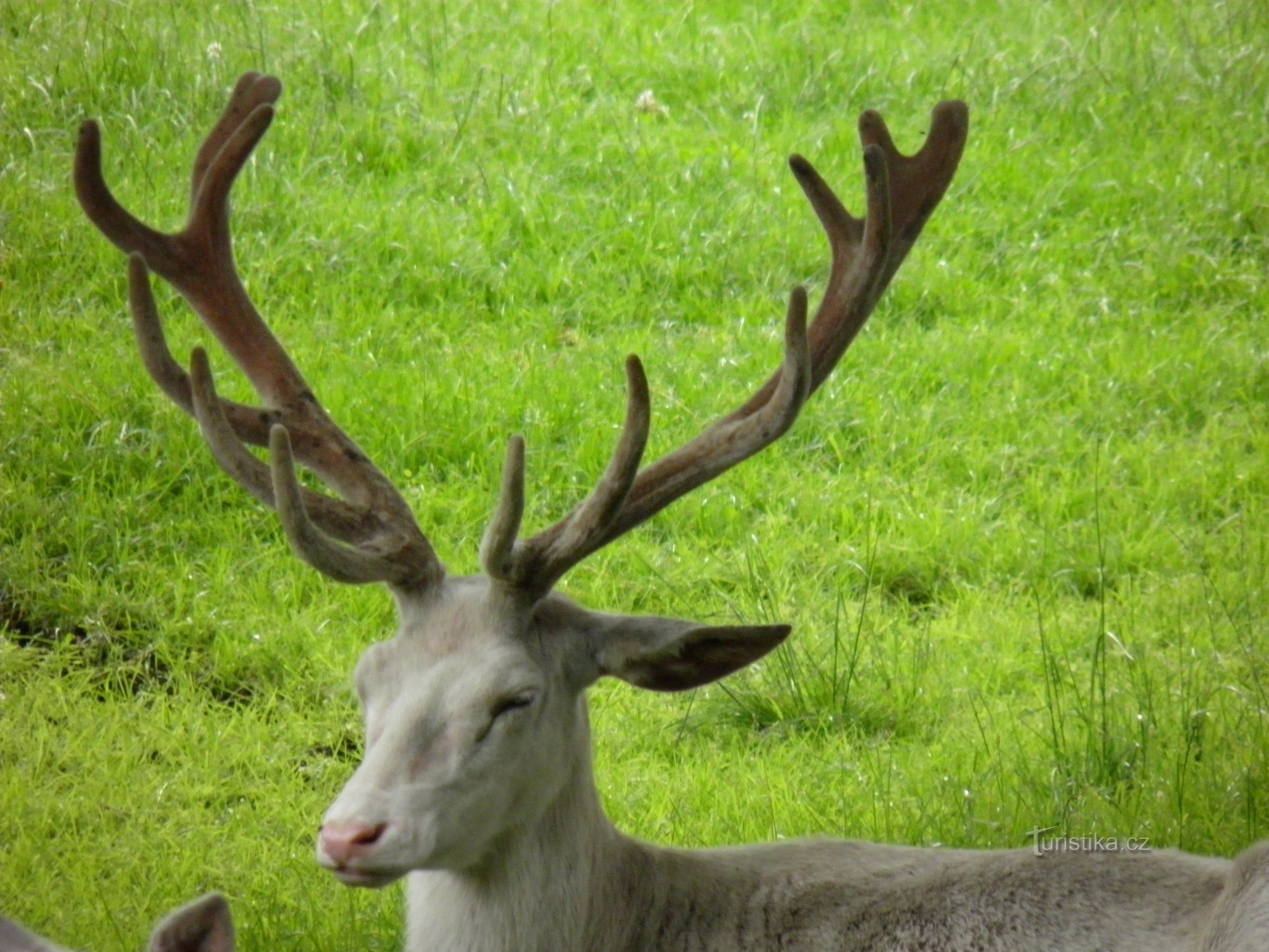 ZOO-Park am Schloss Žleby.