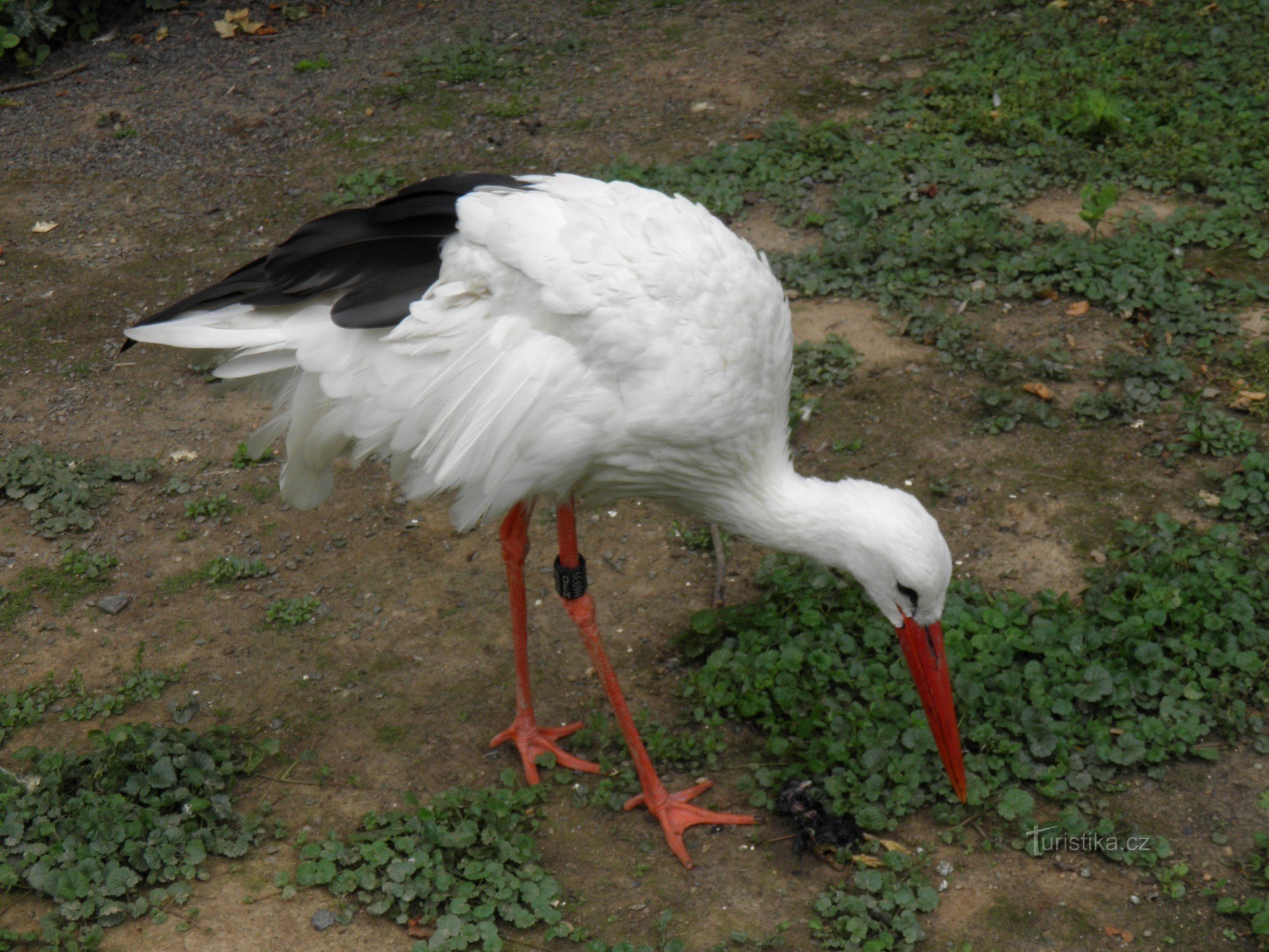 ZOO-park bij het kasteel van Žleby.