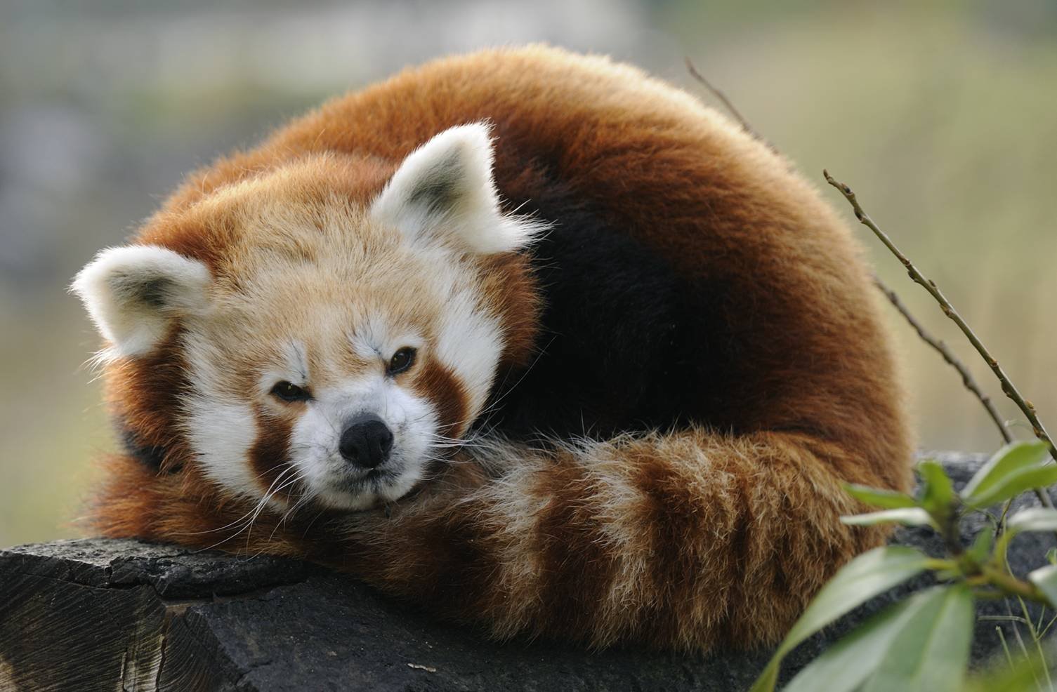 ZOO de Plzeň