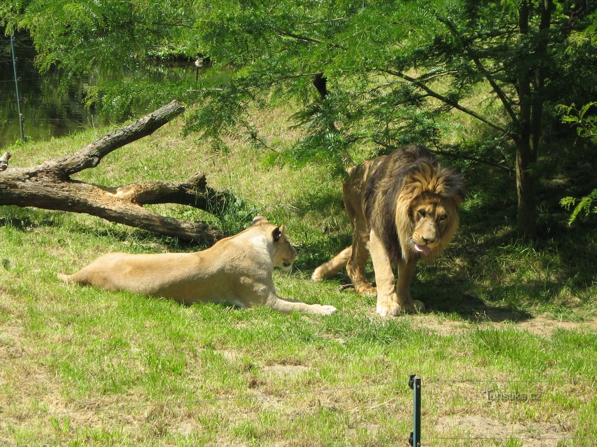 ピルゼン動物園