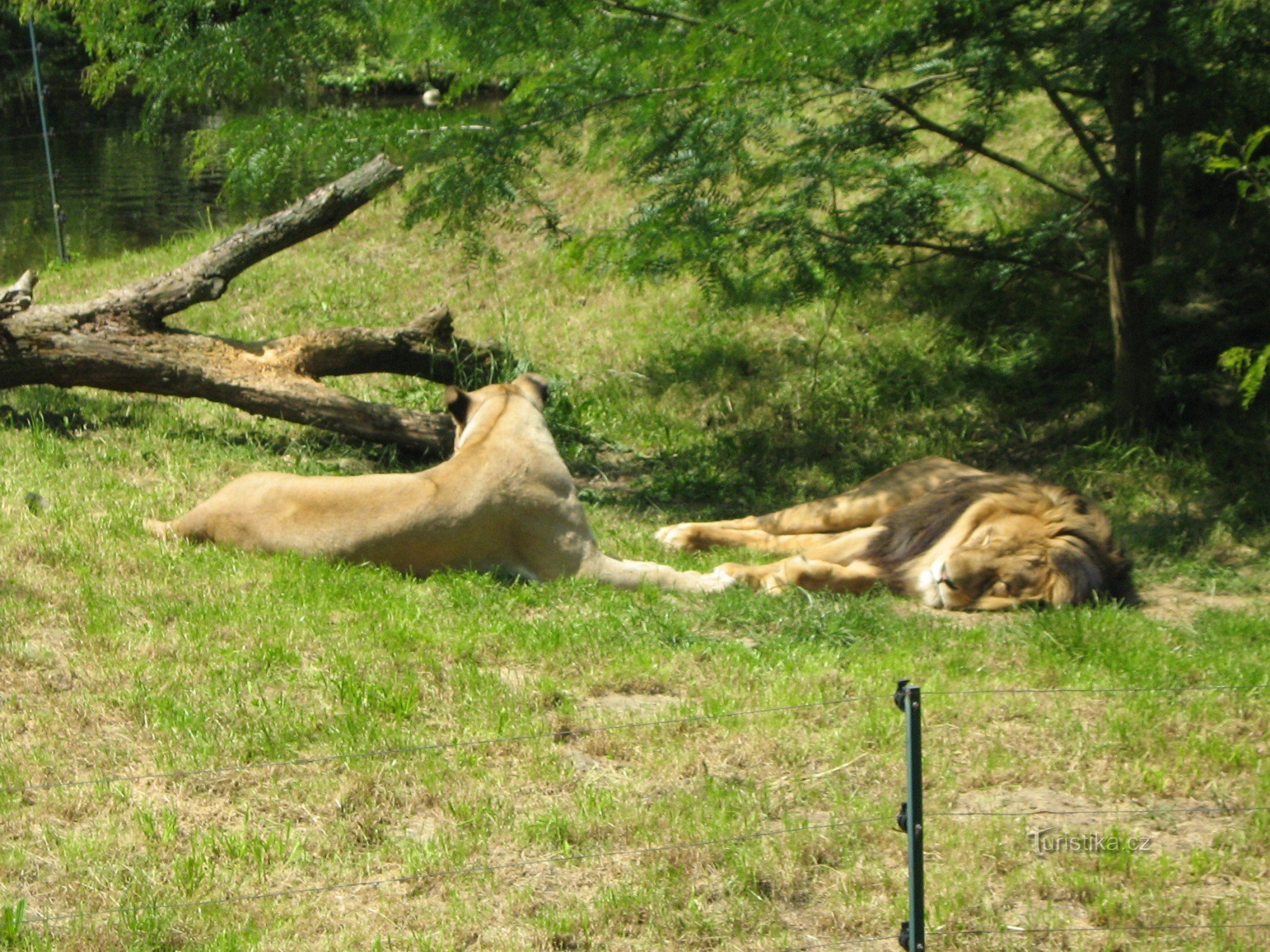 ピルゼン動物園