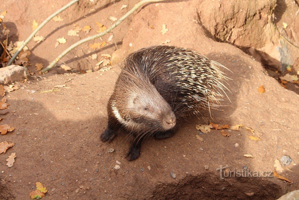 ピルゼン動物園、ヤマアラシ