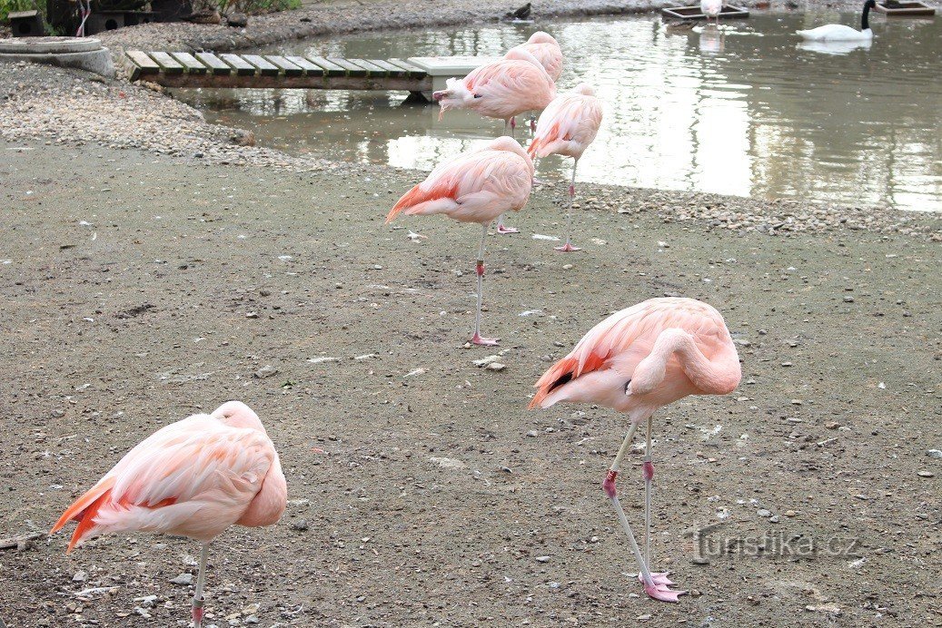 Pilsen Zoo, flamingos