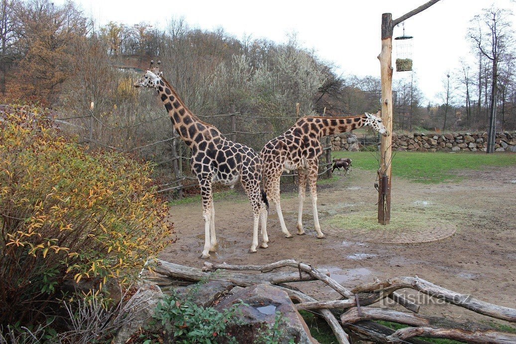 Zoo de Pilsen, girafes