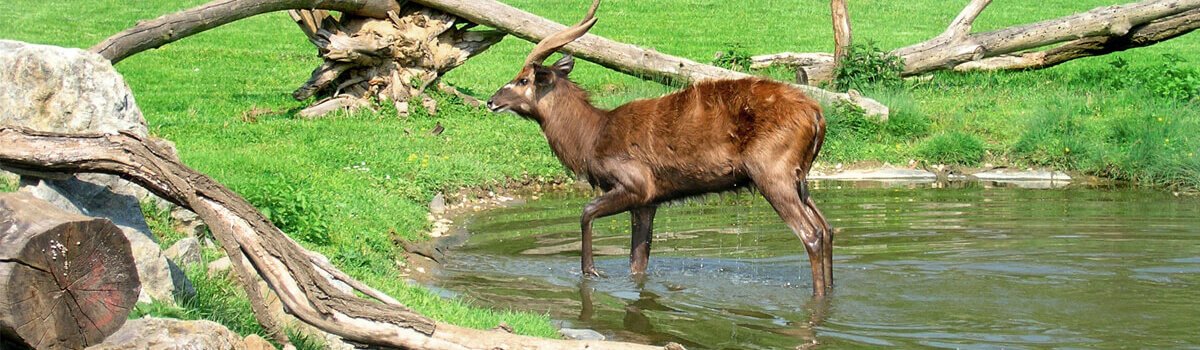 Grădina Zoologică din Praga