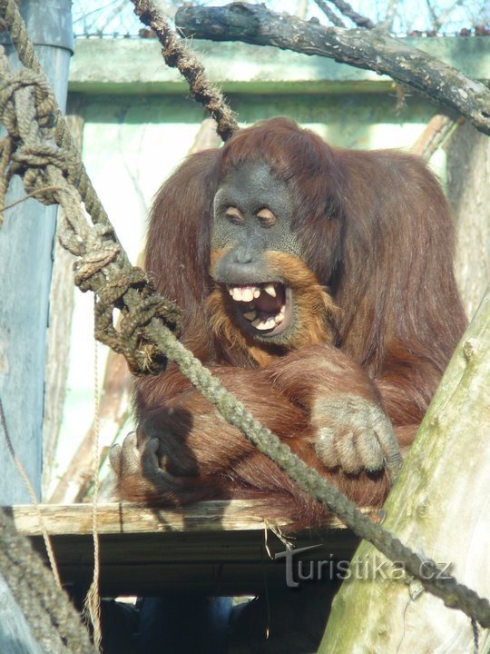 Grădina Zoologică din Praga