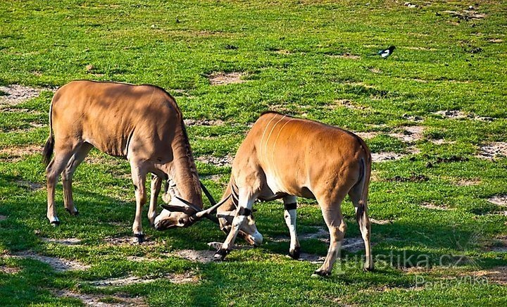 Grădina Zoologică din Praga