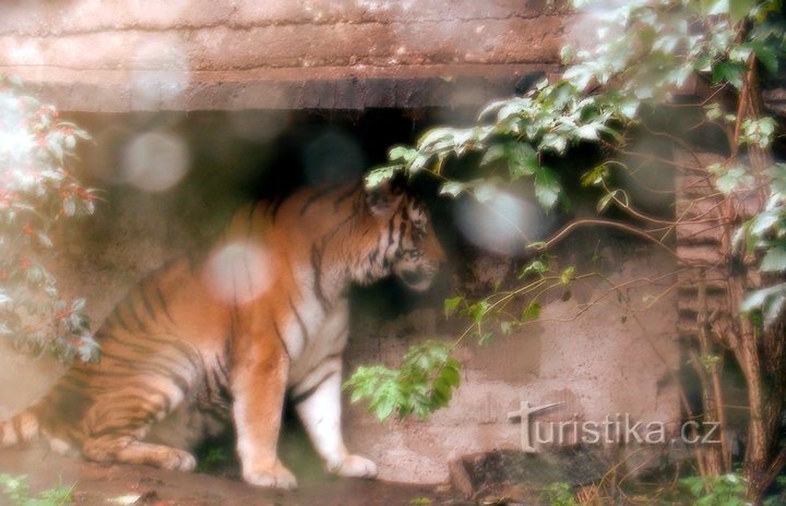 Grădina Zoologică din Praga