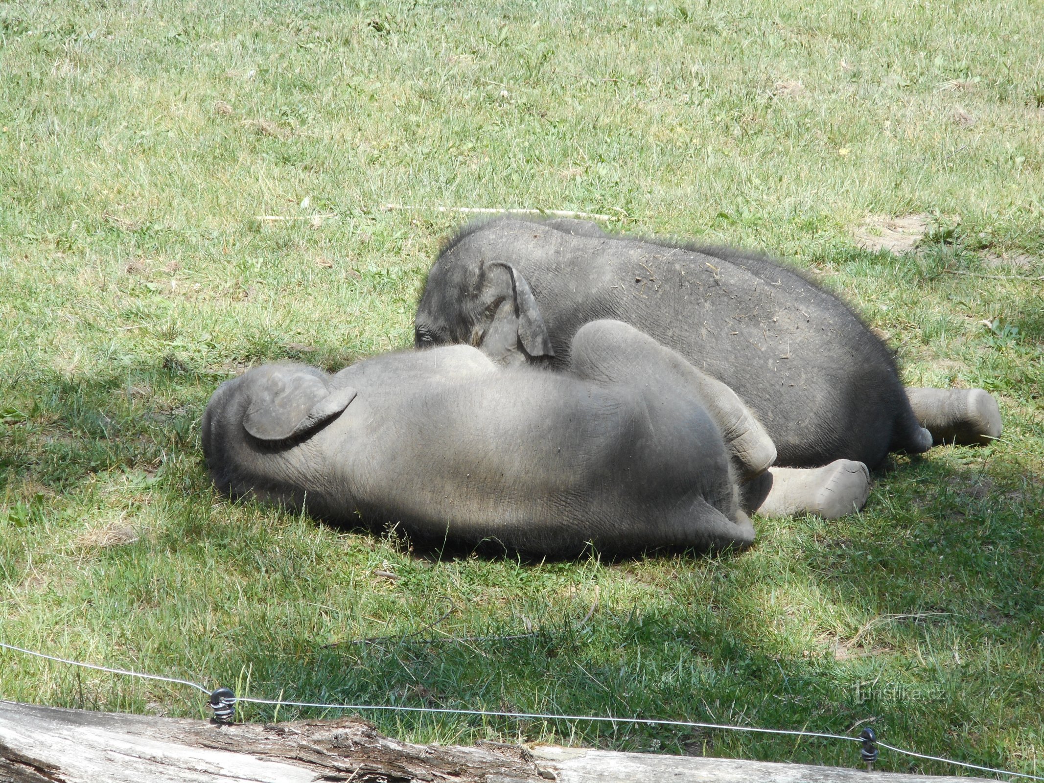 プラハ動物園