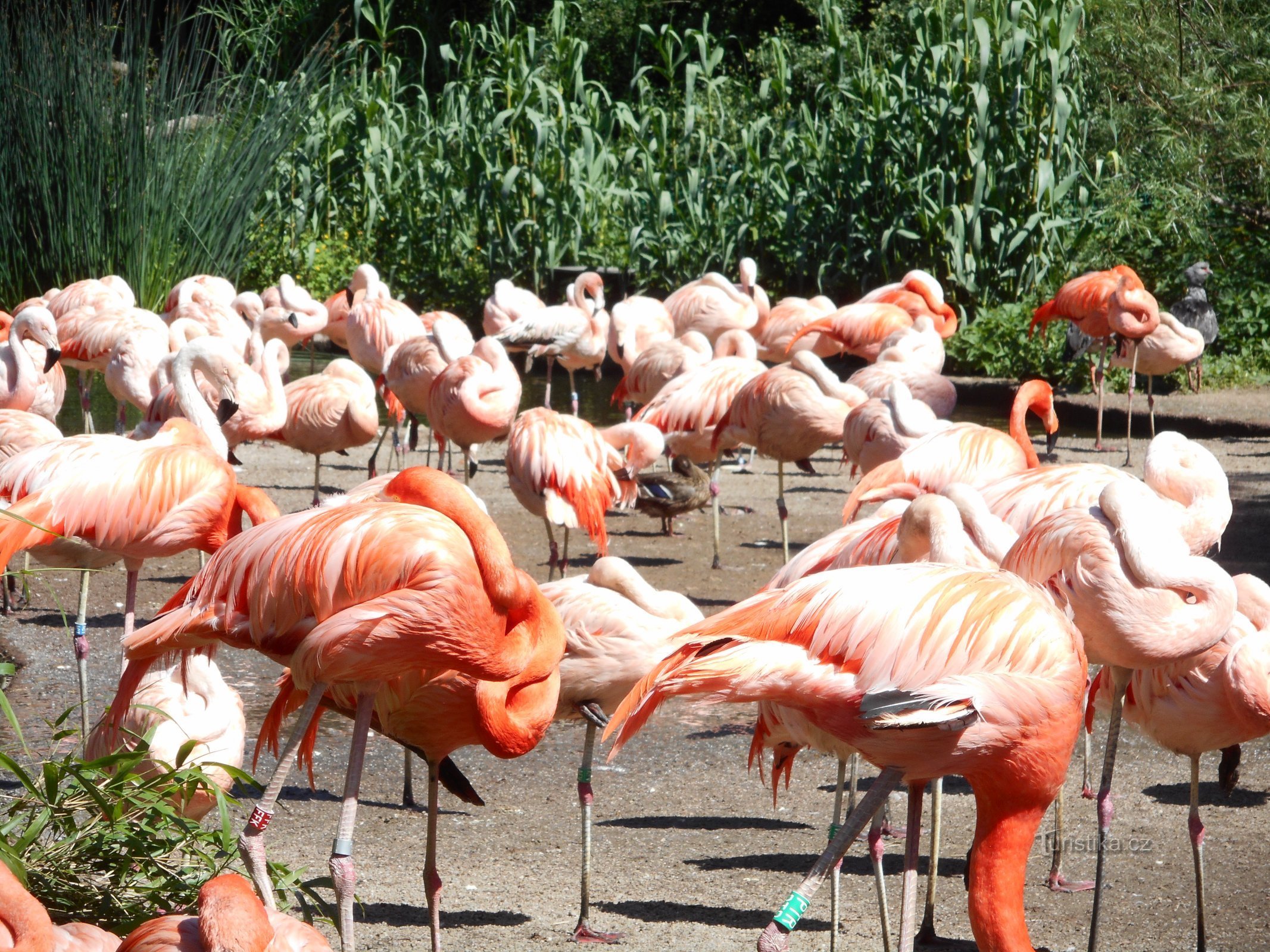 プラハ動物園