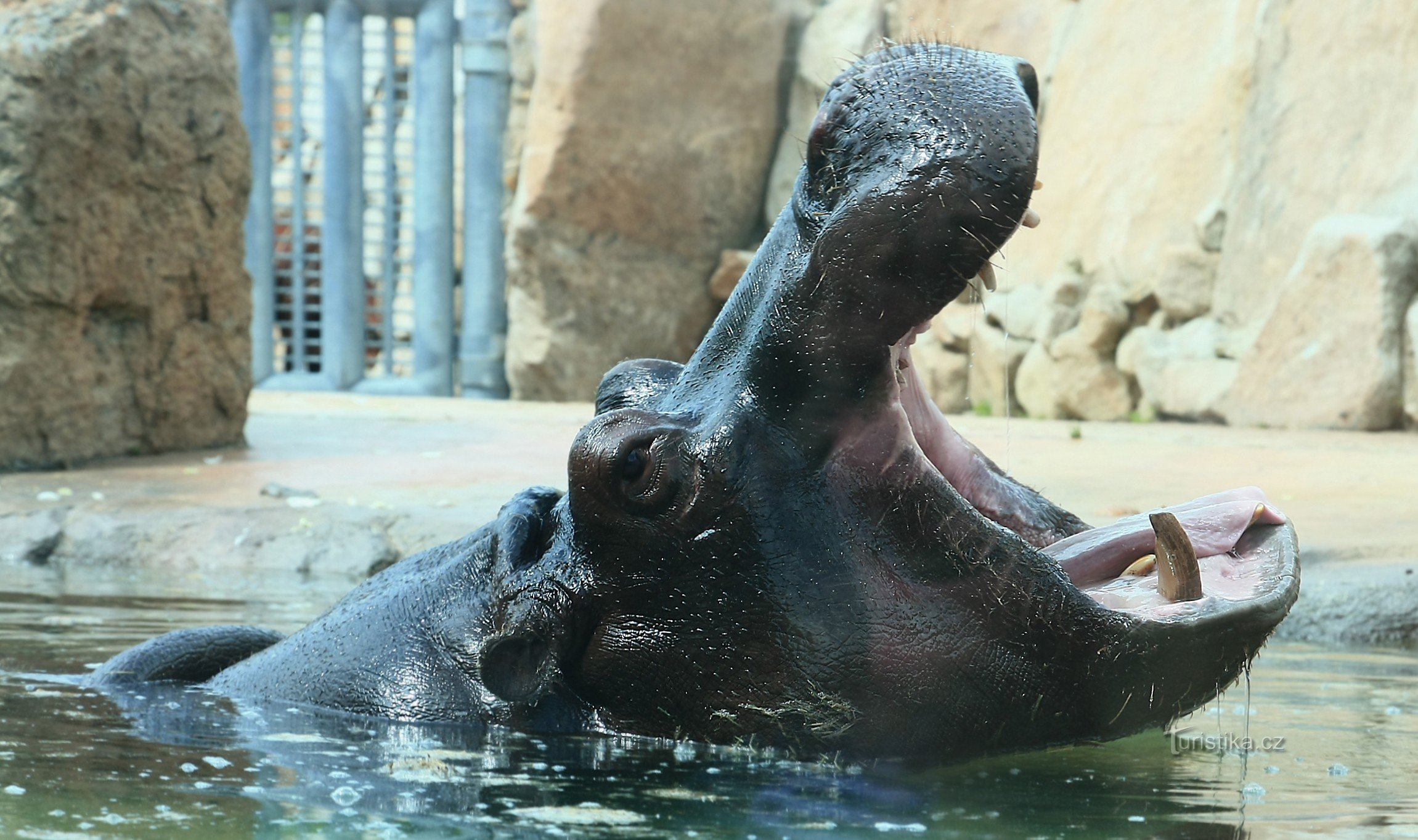 ZOO Prague Troja 2014 - ένας ιπποπόταμος πίσω από το γυαλί