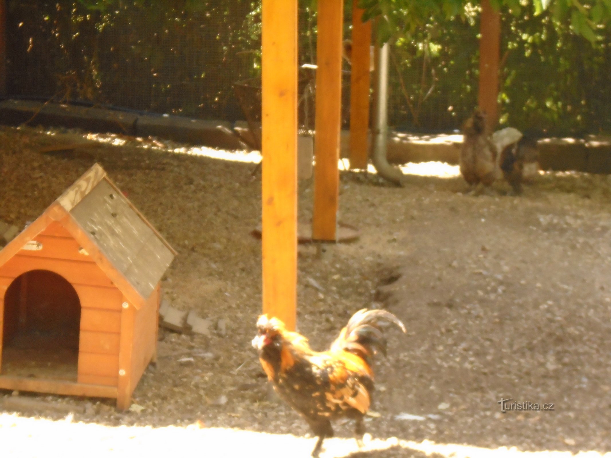 セドレック動物園