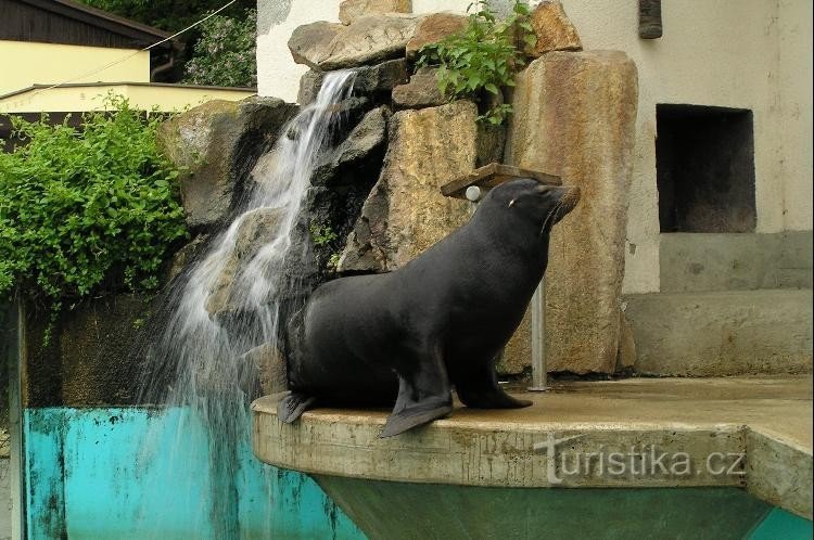 動物園 - 河口: アシカ