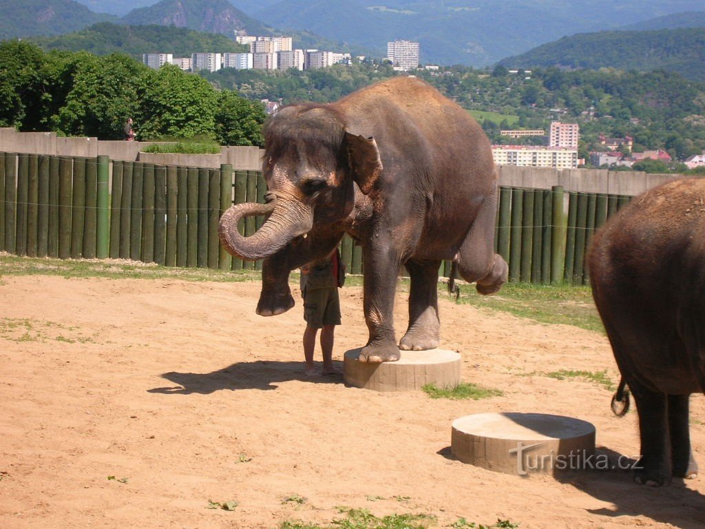 Zoo en Ústí nad Labem