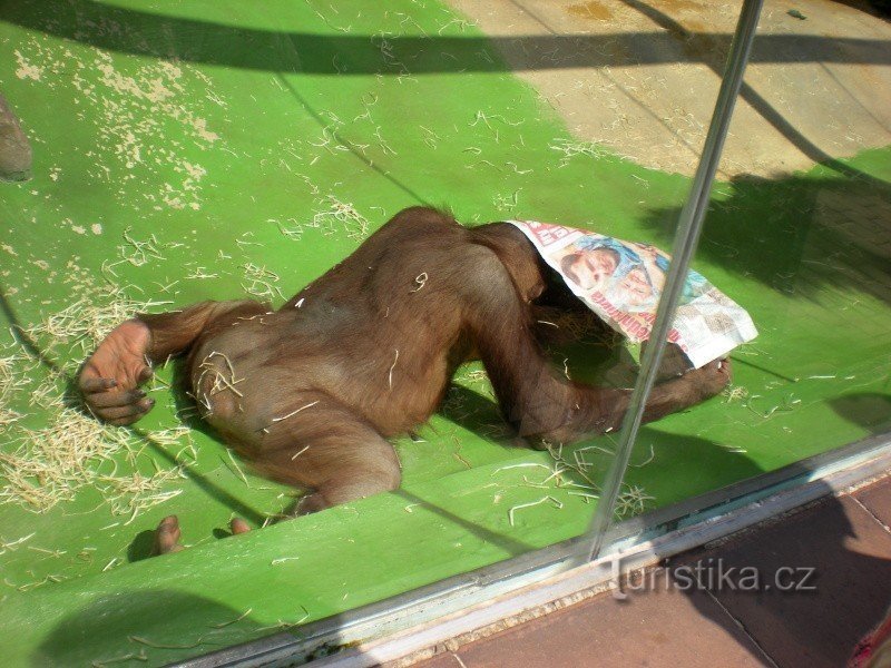 Zoológico em Ústí nad Labem