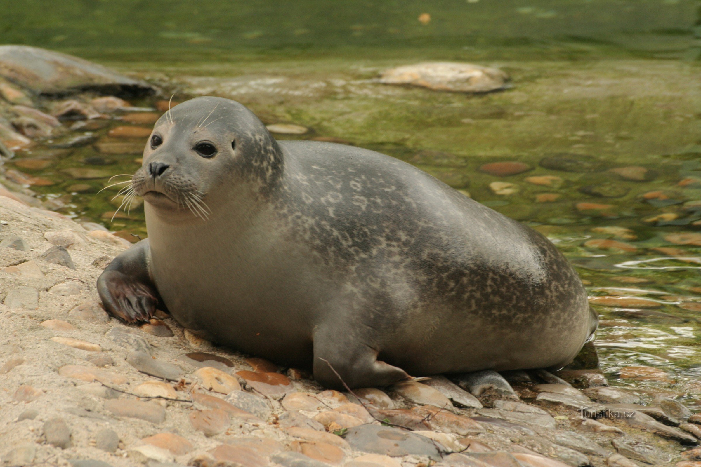 Zoo w stí nad Labem