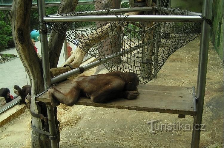 ZOO - Ústí: wybieg dla orangutanów