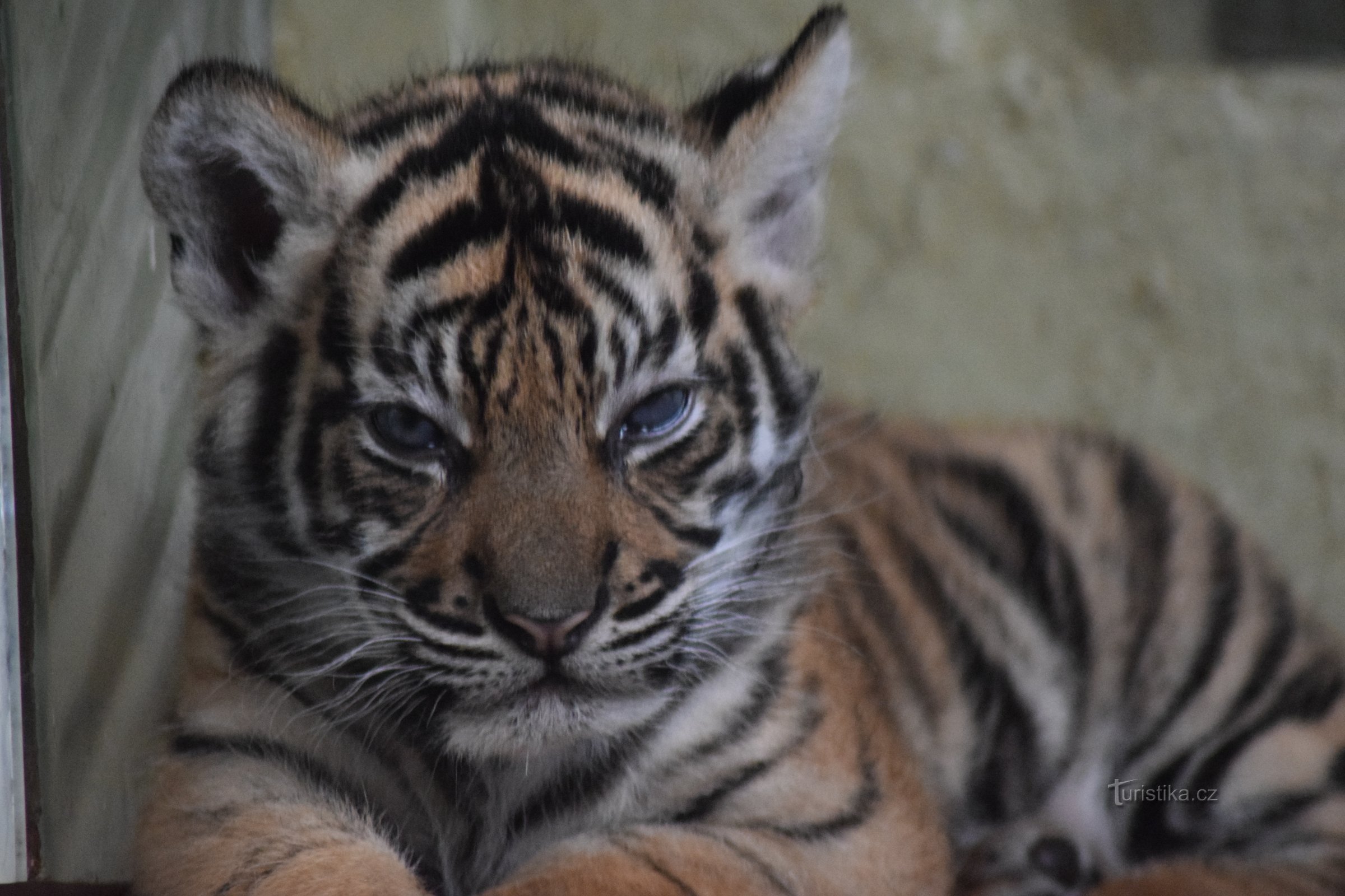 Grădina Zoologică din Jihlava.