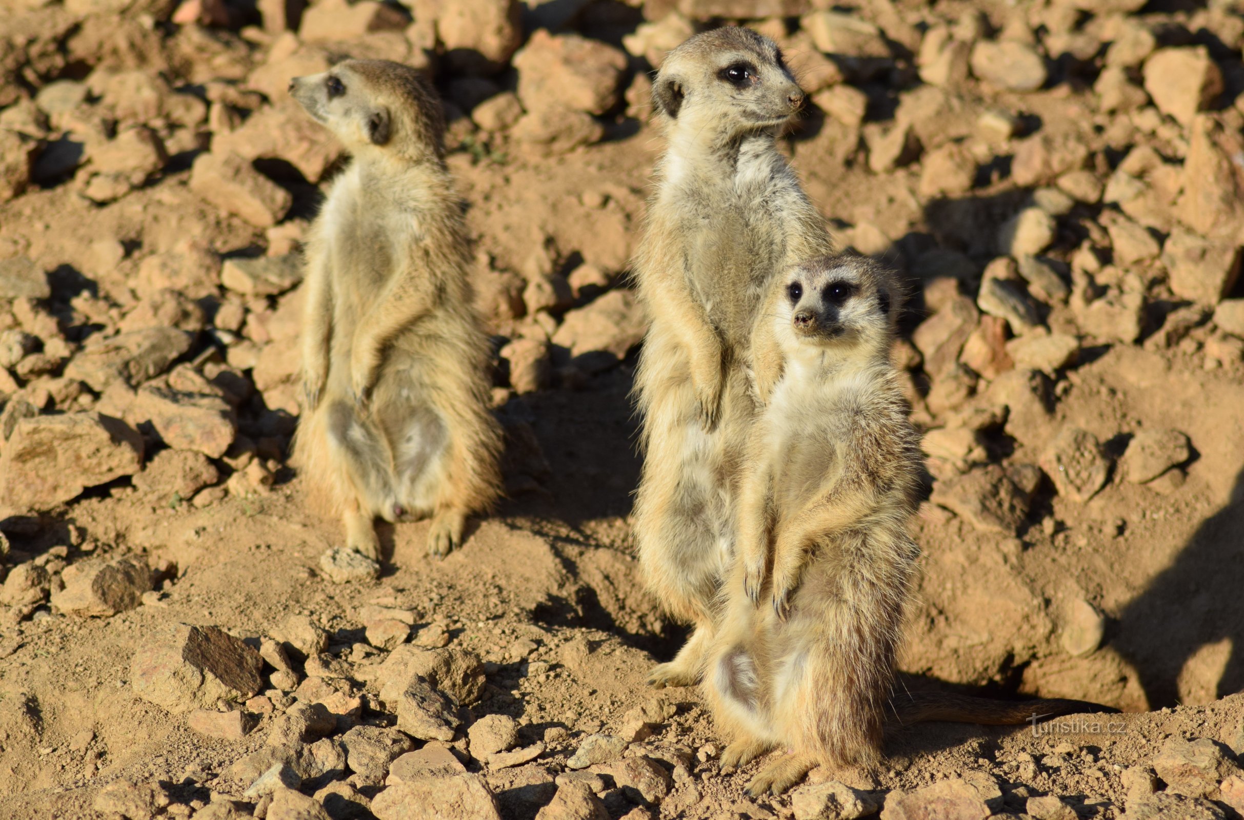 ZOO i Jihlava.