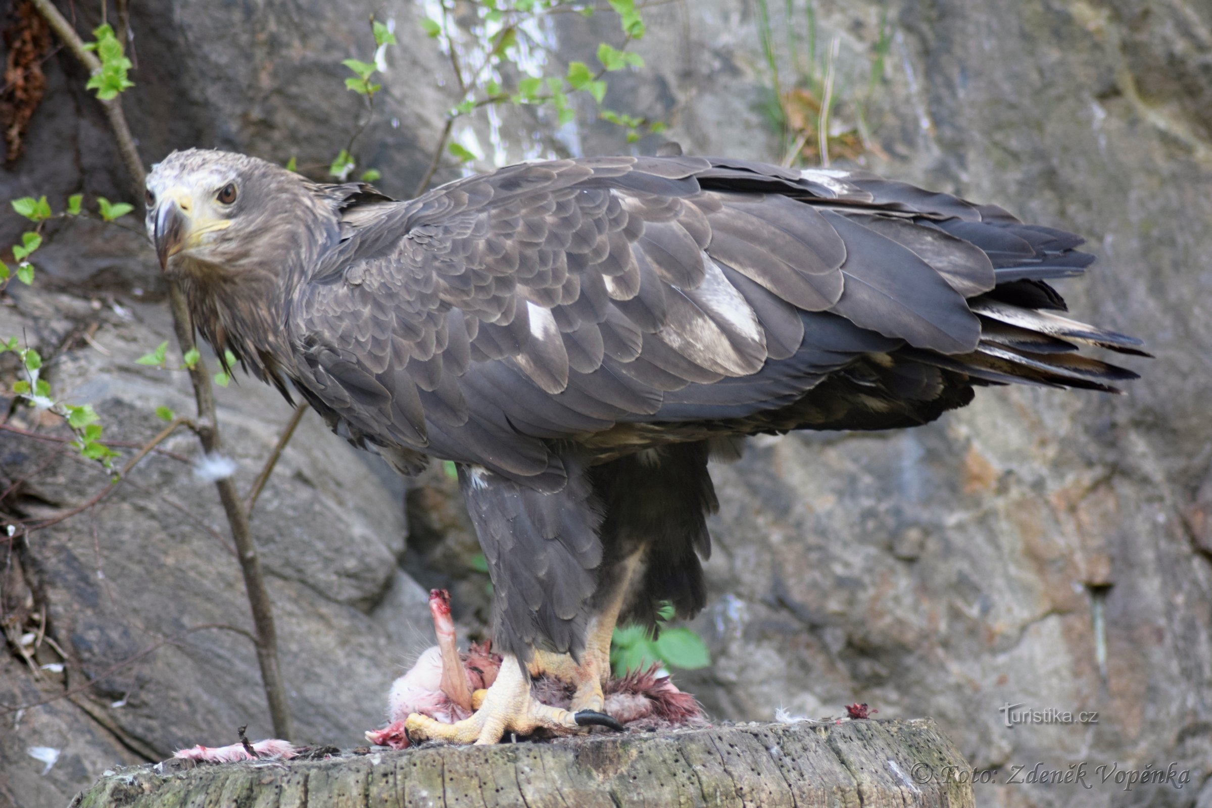 ZOO à Jihlava V.