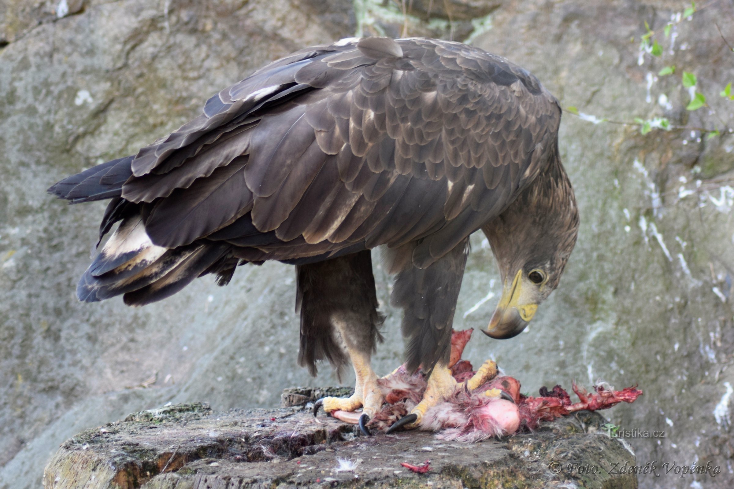 ZOO en Jihlava V.