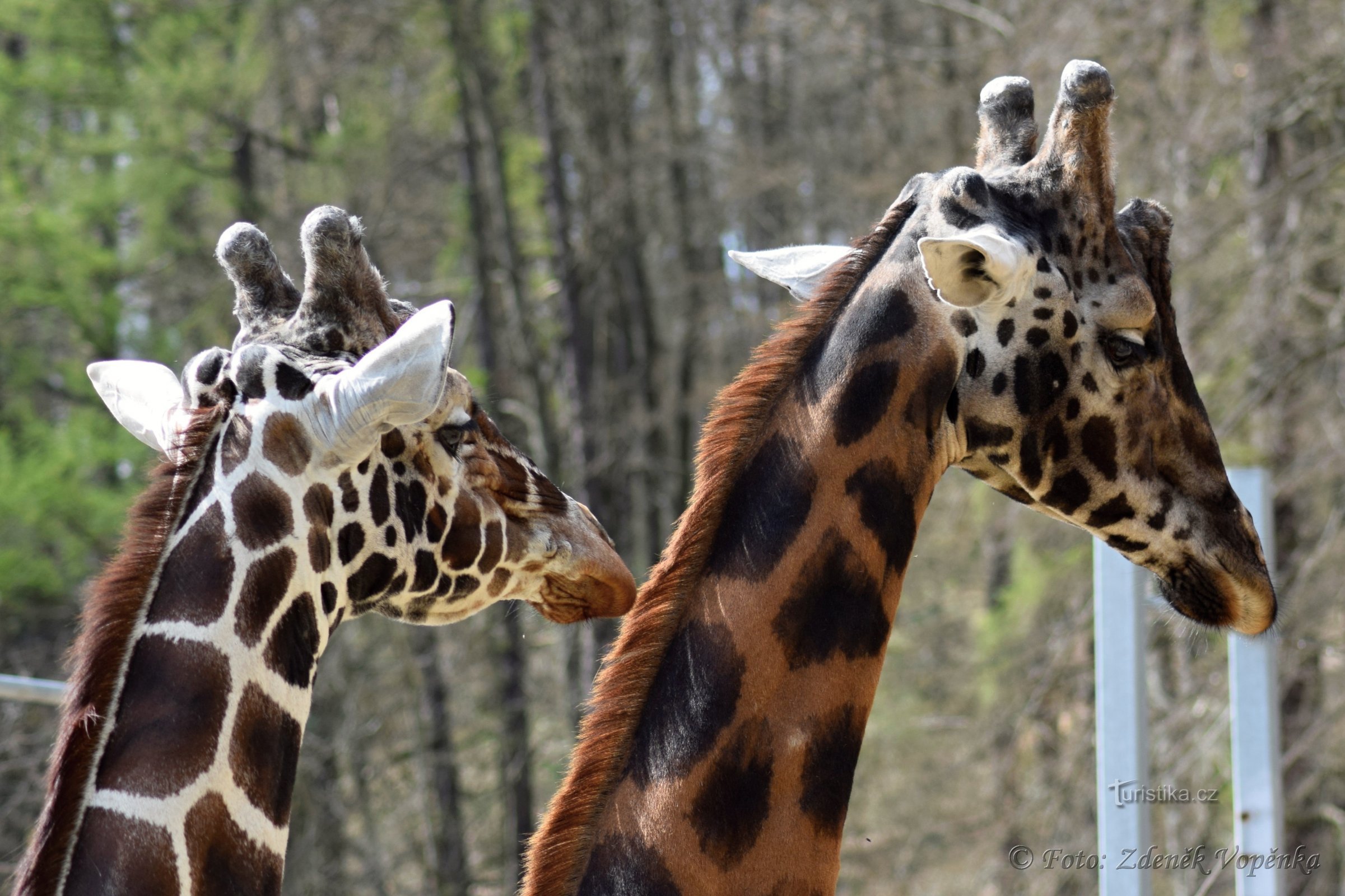 Grădina Zoologică din Jihlava V.