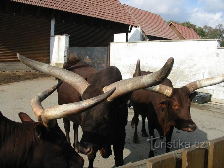 ZOO Vyškov