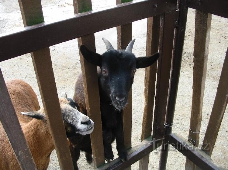 ZOO de Vyškov