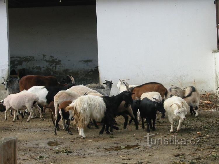 ZOO de Vyškov