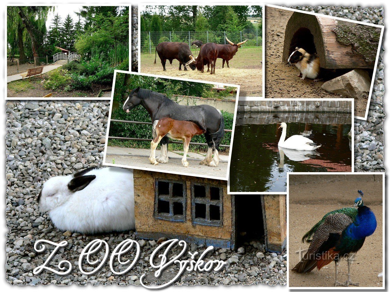 ZOO Vyškov med husdyr