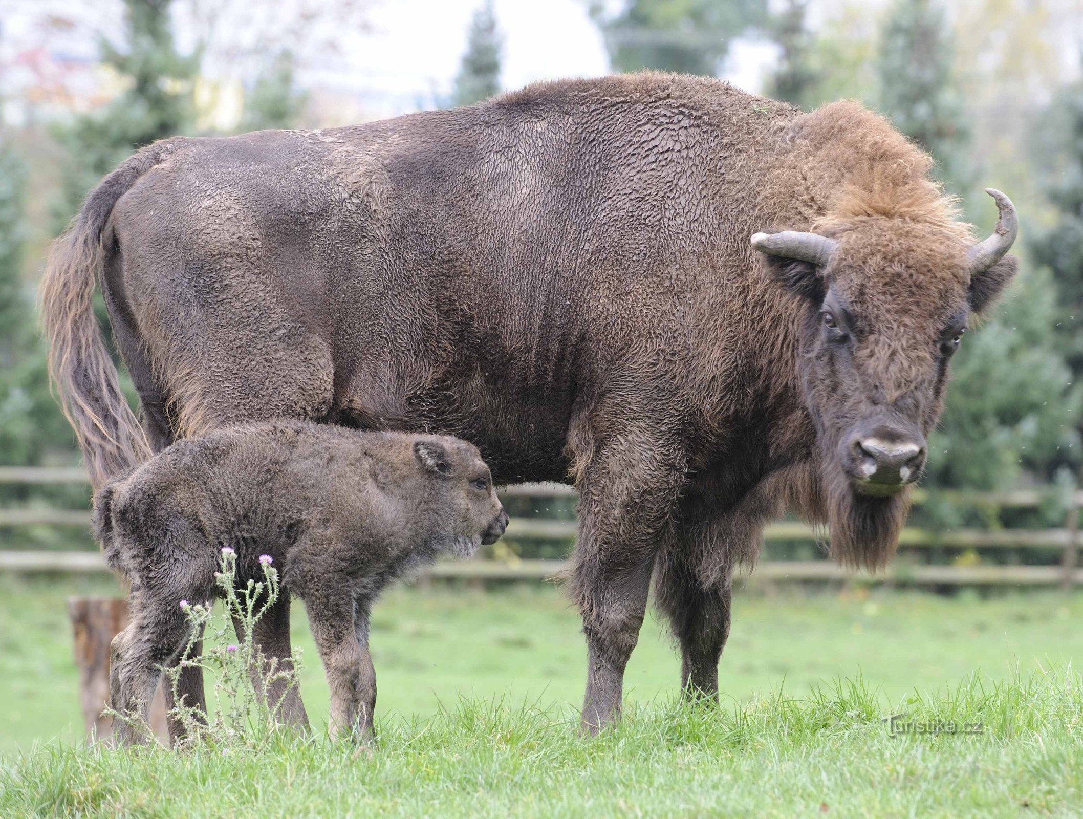 Zoologischer und Botanischer Garten der Stadt Pilsen – Eine ganz andere Welt