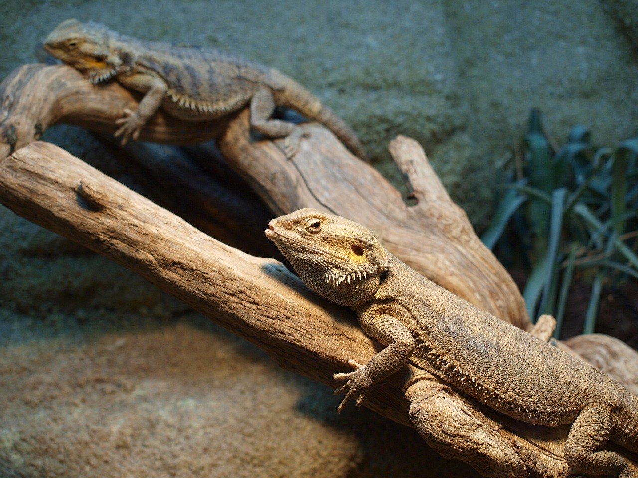 Zoológico de Ústí nad Labem