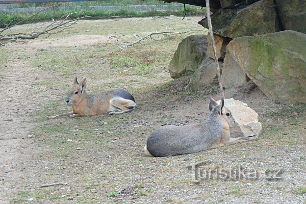 Zoo Park Dvorec w pobliżu Borovan