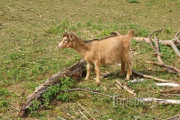 Parque zoológico Dvorec cerca de Borovan