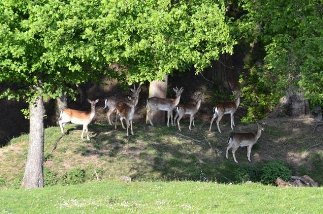 Zoopark jeleni Homole, z.s.