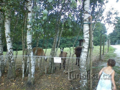 Parque zoológico Na Hrádečku cerca de Jindřichova Hradec