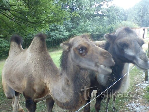 Parc zoologique Na Hrádečku près de Jindřichova Hradec