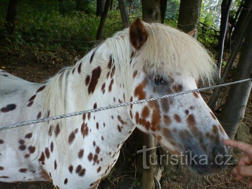 Zoo Park Na Hrádečku nära Jindřichova Hradec